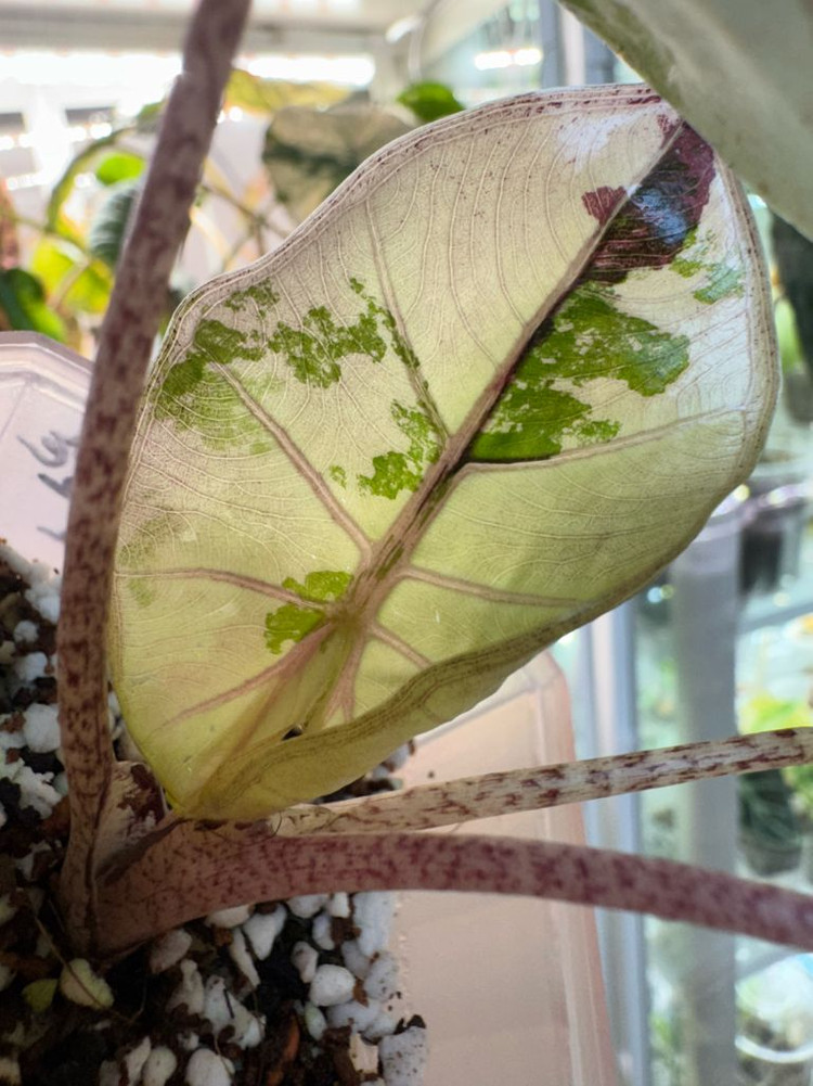 알로카시아 플럼배 니그라 바리에가타(자구+2생성중)--3