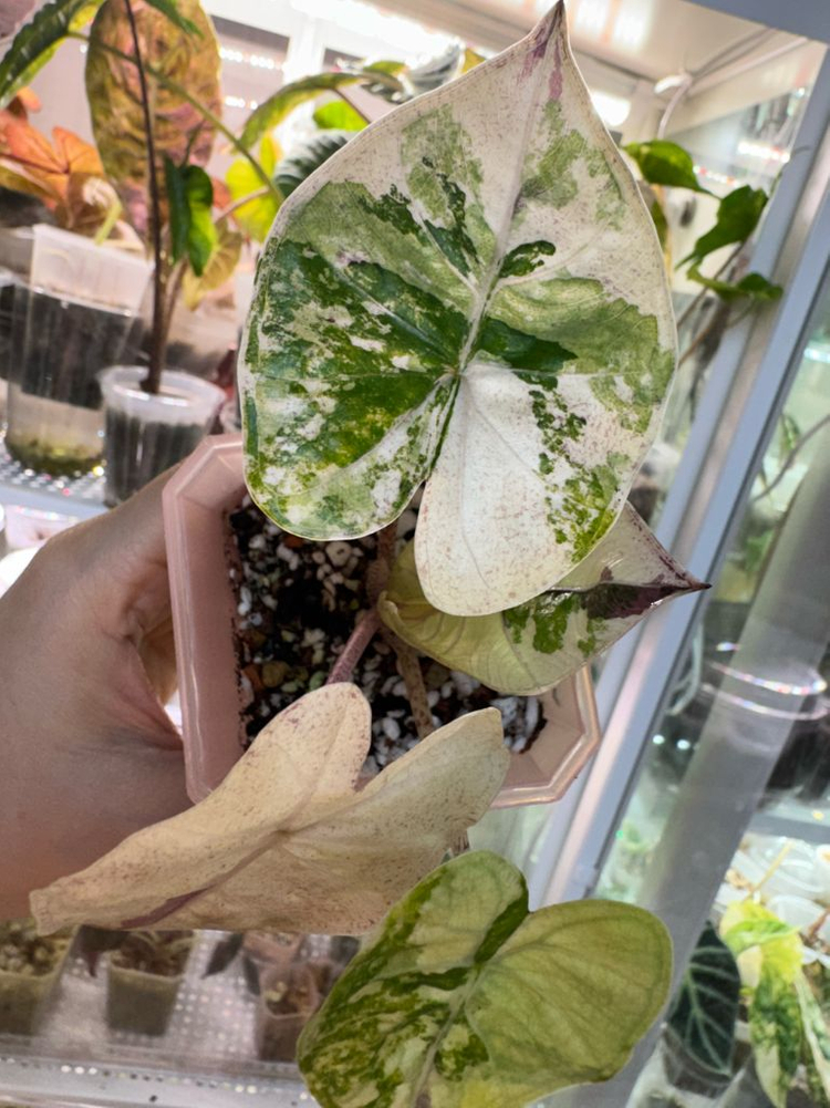 알로카시아 플럼배 니그라 바리에가타(자구+2생성중)--4