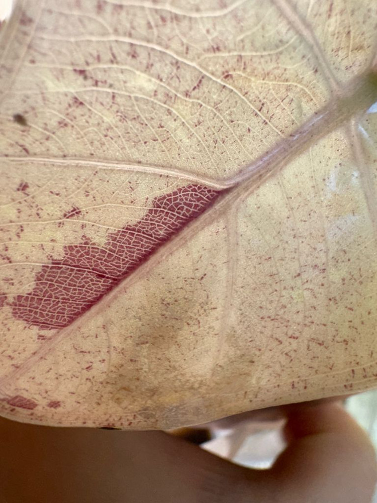 알로카시아 플럼배 니그라 바리에가타(자구+2생성중)--5