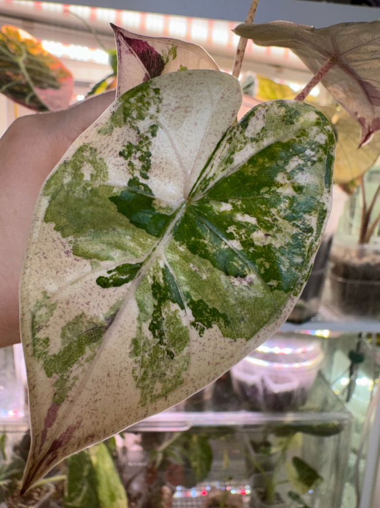 알로카시아 플럼배 니그라 바리에가타(자구+2생성중)--6