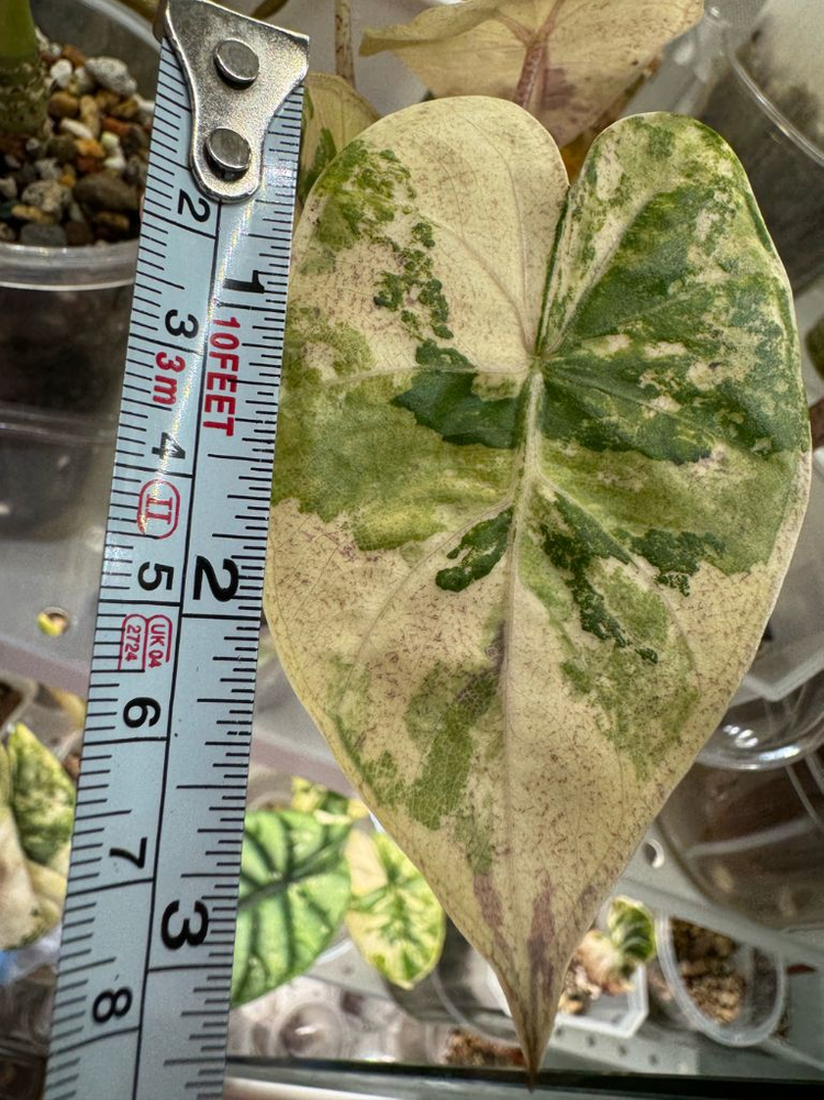 알로카시아 플럼배 니그라 바리에가타(자구+2생성중)--7