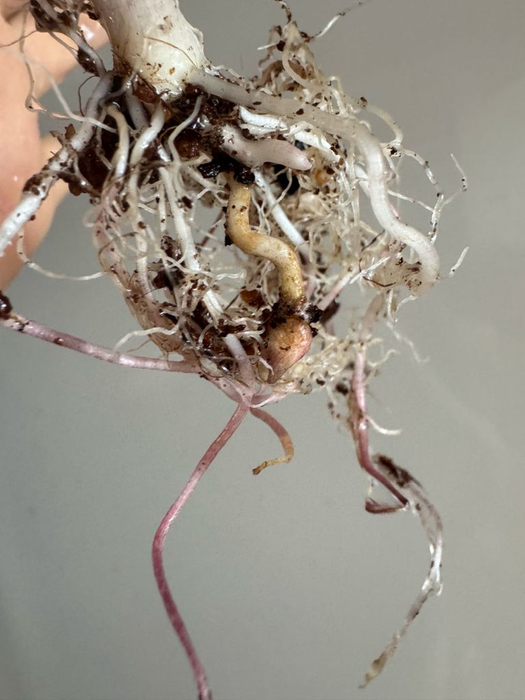 알로카시아 플럼배 니그라 바리에가타(자구+2생성중)--8