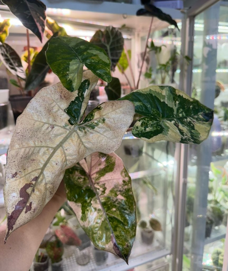 알로카시아 플럼배 니그라 바리에가타(자구+2생성중)--9