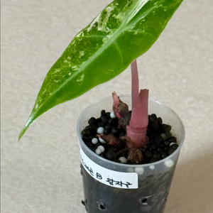 알로카시아 핑크드레곤 화이트 바리에가타