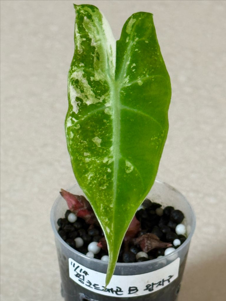 알로카시아 핑크드레곤 화이트 바리에가타--1