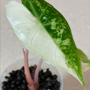 알로카시아 나이로비 나이트 옐로우 바리에가타