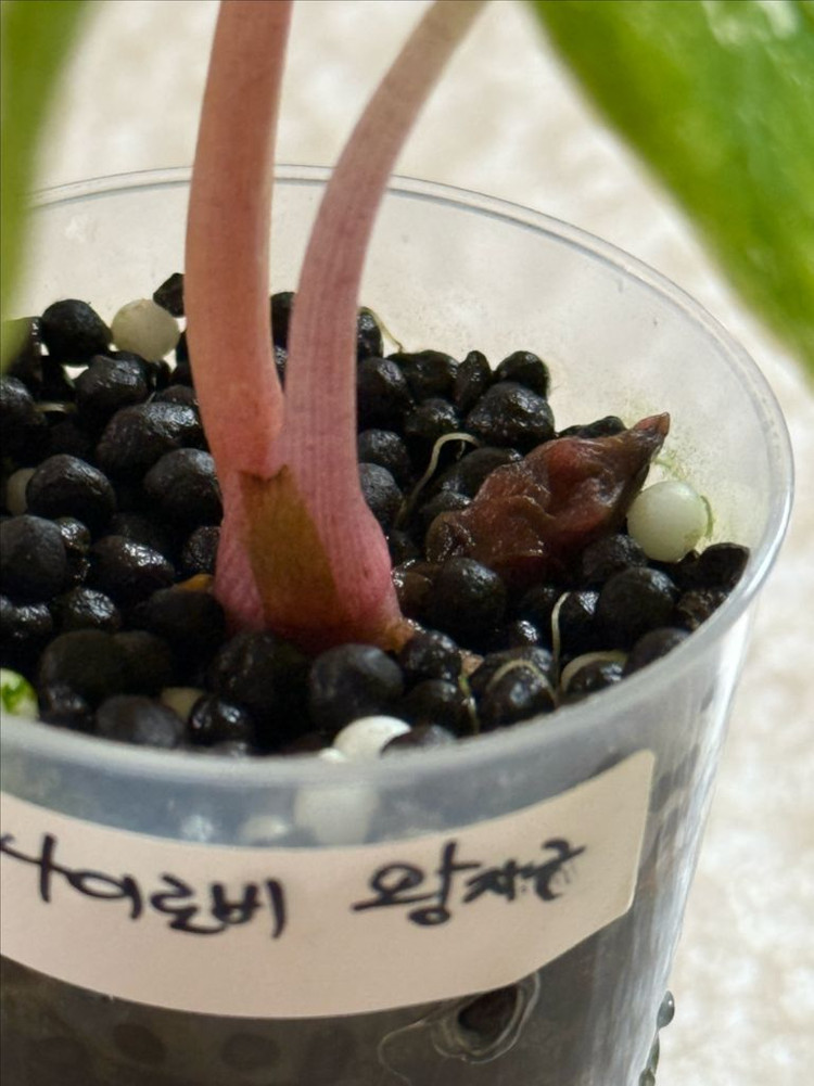 알로카시아 나이로비 나이트 옐로우 바리에가타--1