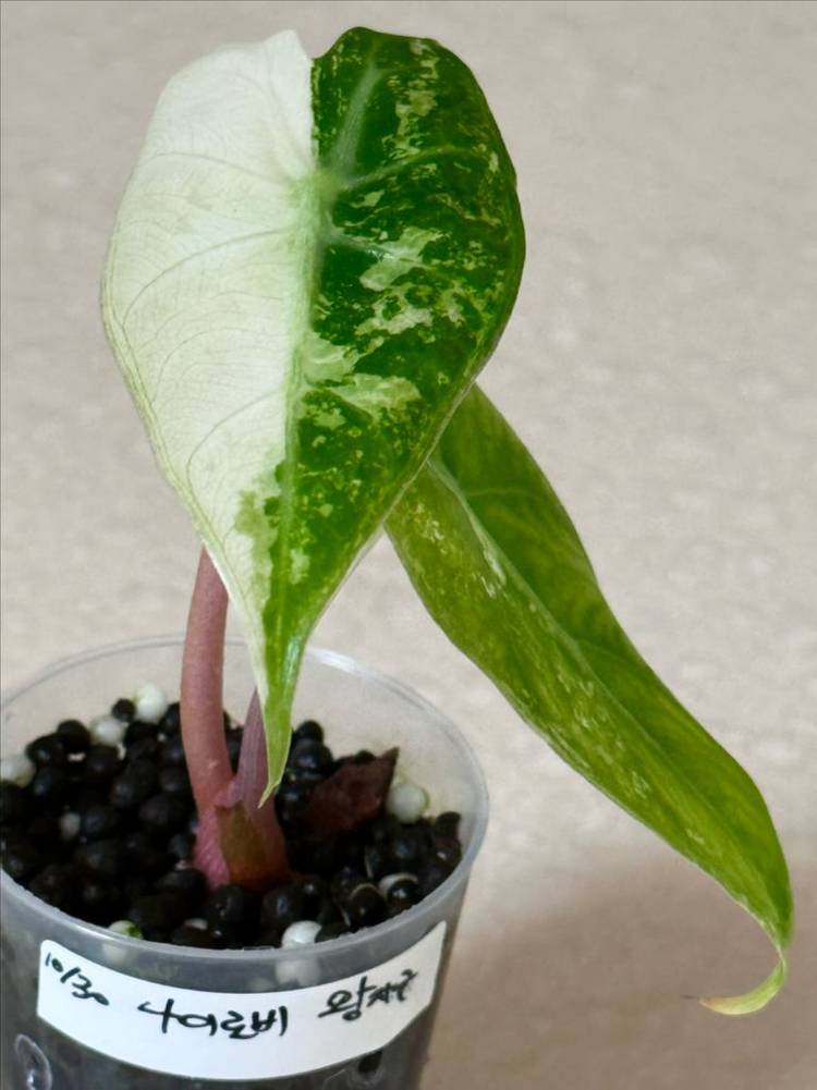 알로카시아 나이로비 나이트 옐로우 바리에가타--2