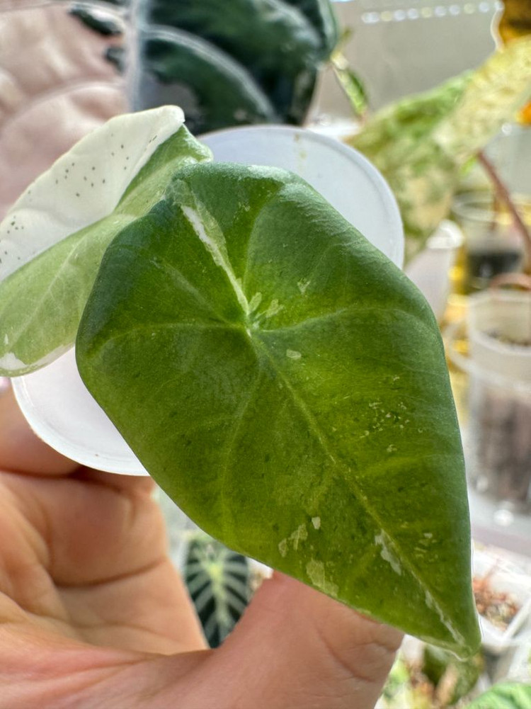 알로카사아 마하라니 바리에가타--2