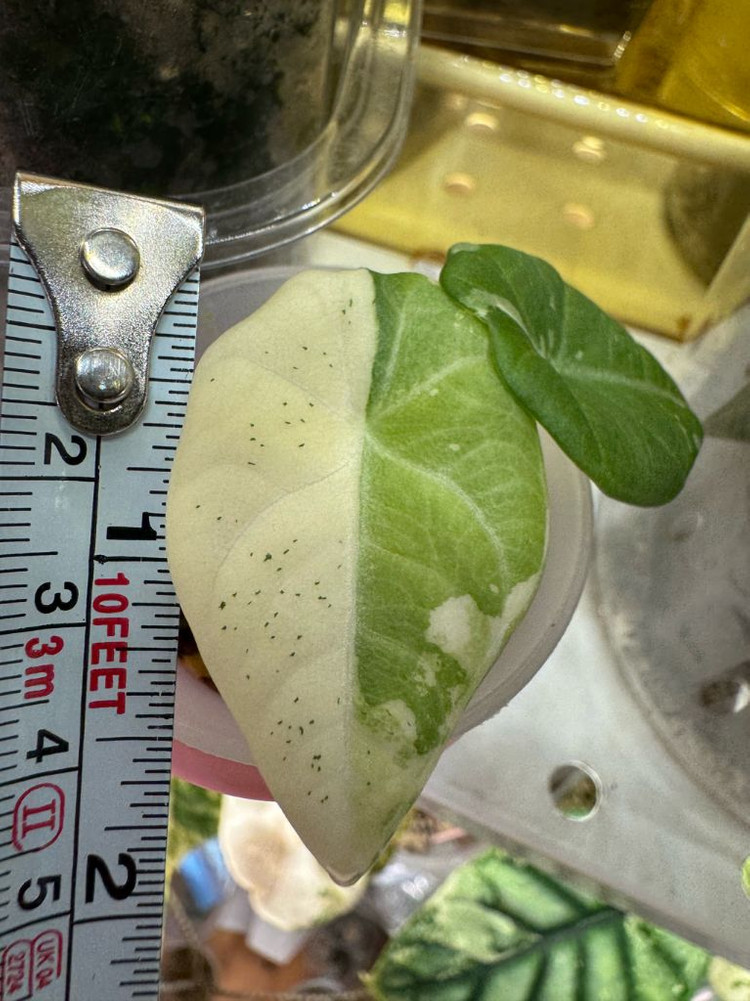 알로카사아 마하라니 바리에가타--4