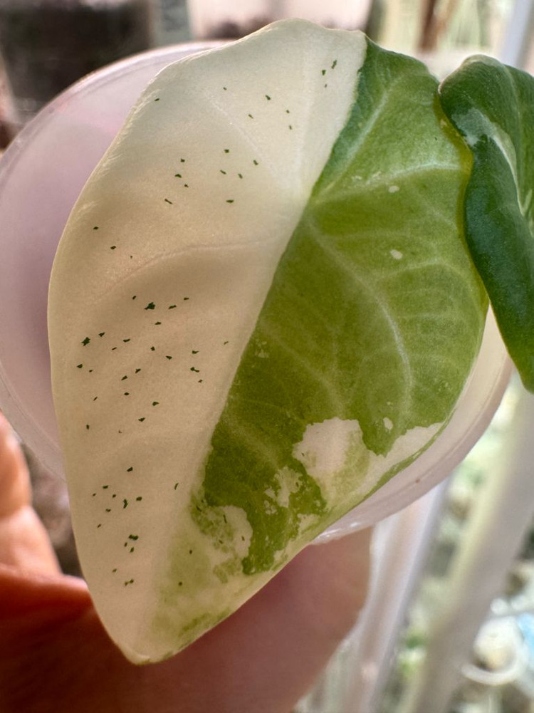 알로카사아 마하라니 바리에가타--5