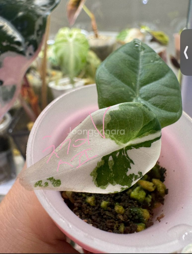 알로카사아 마하라니 바리에가타--7