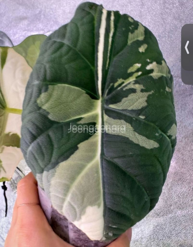 알로카사아 마하라니 바리에가타--8