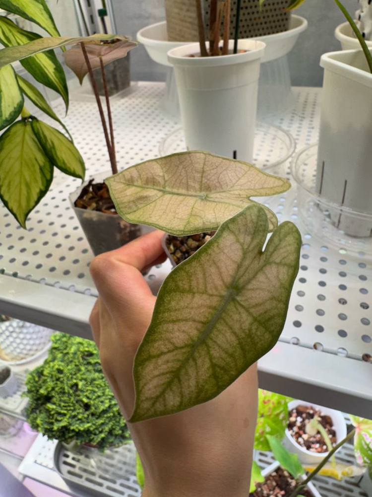 알로카시아 푸세이도 핑크 고스트 자구묘--1