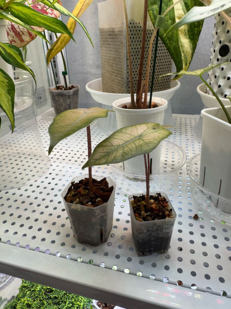 알로카시아 푸세이도 핑크 고스트 자구묘--2