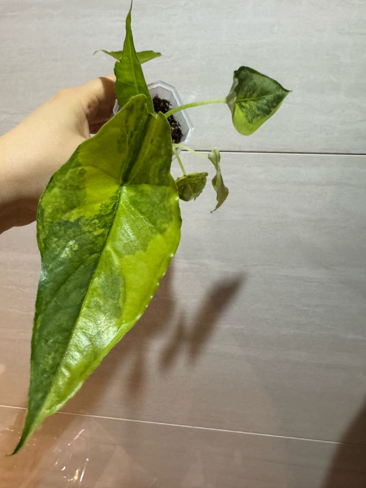 알로카시아 드래곤브레스 바리에가타 무천이--1