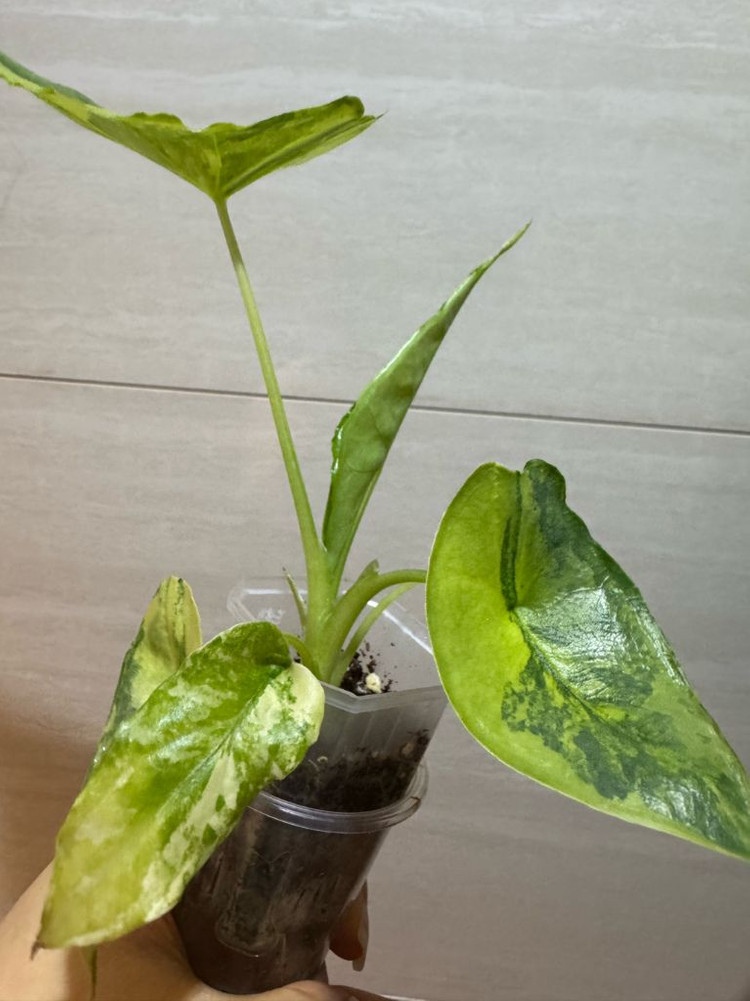 알로카시아 드래곤브레스 바리에가타 무천이--2