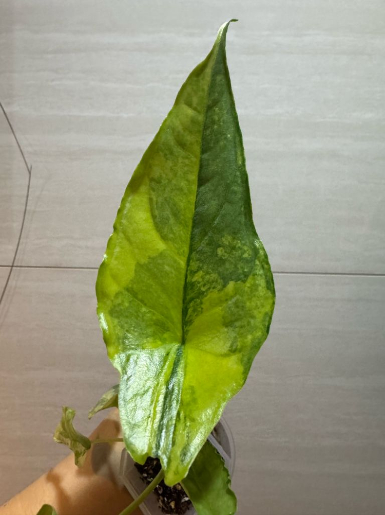 알로카시아 드래곤브레스 바리에가타 무천이--3