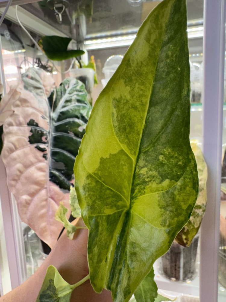 알로카시아 드래곤브레스 바리에가타 무천이--5