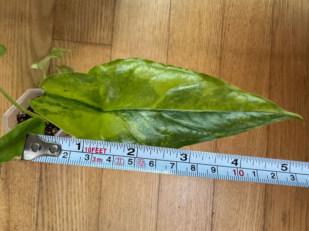 알로카시아 드래곤브레스 바리에가타 무천이--7