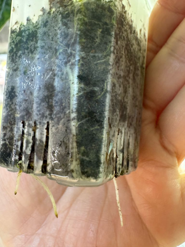 알로카시아 드래곤브레스 바리에가타 무천이--8