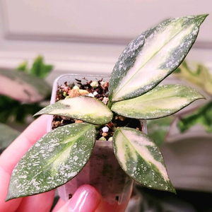 호야 나바와엔시스 바리에가타