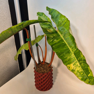 필로덴드론 빌리에티에 바리에가타