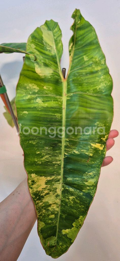 필로덴드론 빌리에티에 바리에가타--2