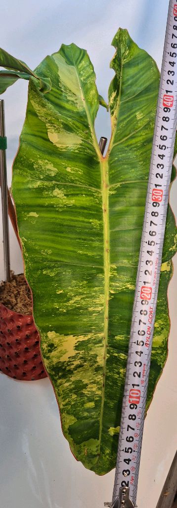 필로덴드론 빌리에티에 바리에가타--3