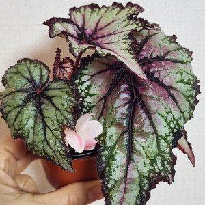 실습베고니아))로버트골든