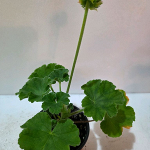 엔젤플로라 K제라늄