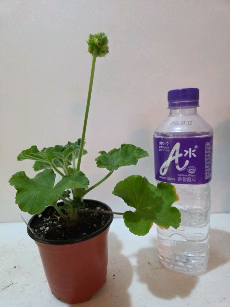 엔젤플로라 K제라늄--1