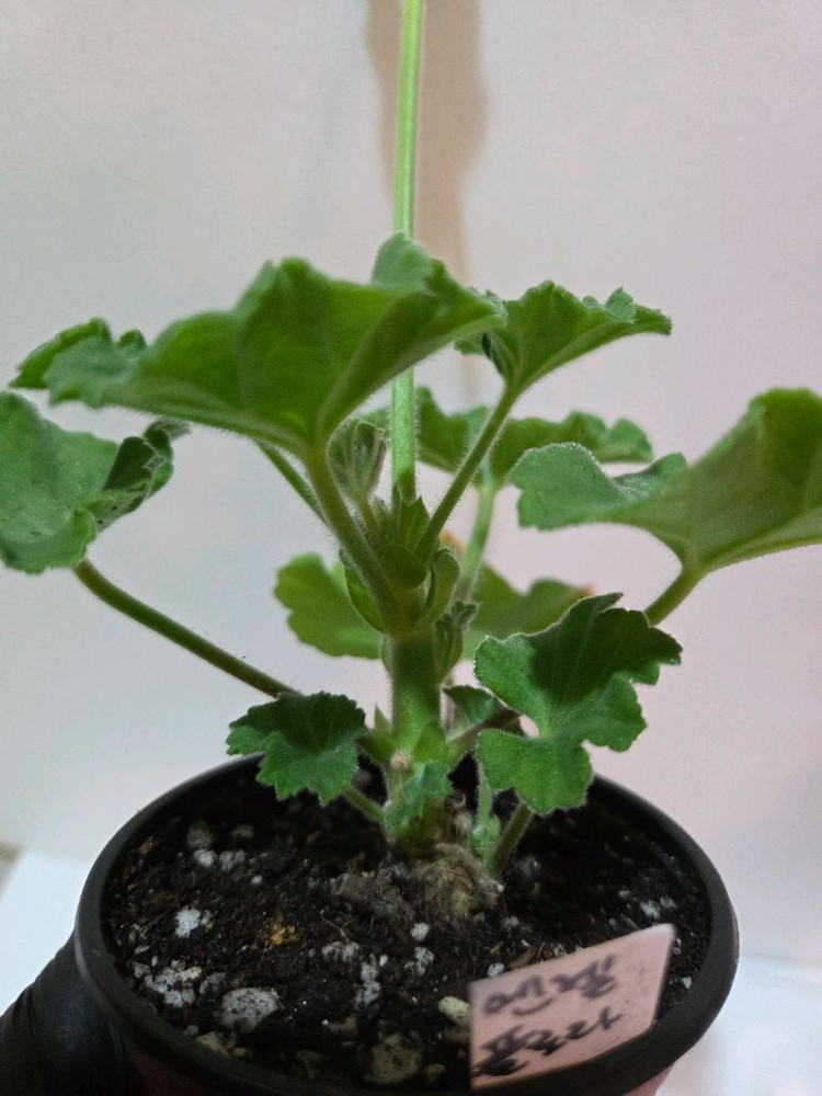 엔젤플로라 K제라늄--2