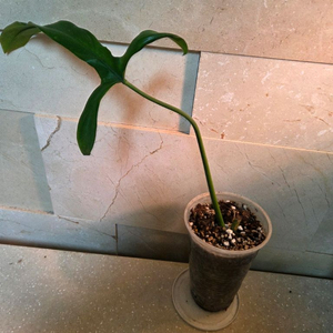 필로덴드론 홀터니아넘. 에피스시아 에머랄드벨벳 덤