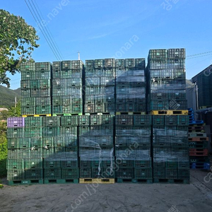 배추 및 과일 플라스틱 콘티박스 이미지