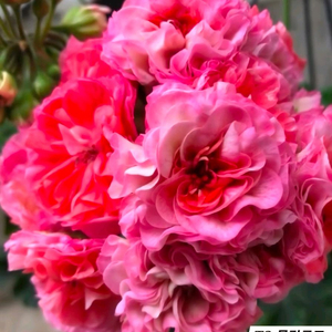 TS 플라밍고.그라찌아 나이팅게일의 노래 IDA 실버웨딩 러시아제라늄 3종