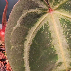 안스리움 매그니피컴/닥터블락 미쉘자라 ㅡ매그미쉘