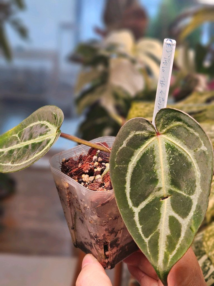 안스리움 매그니피컴/닥터블락 미쉘자라 ㅡ매그미쉘--1