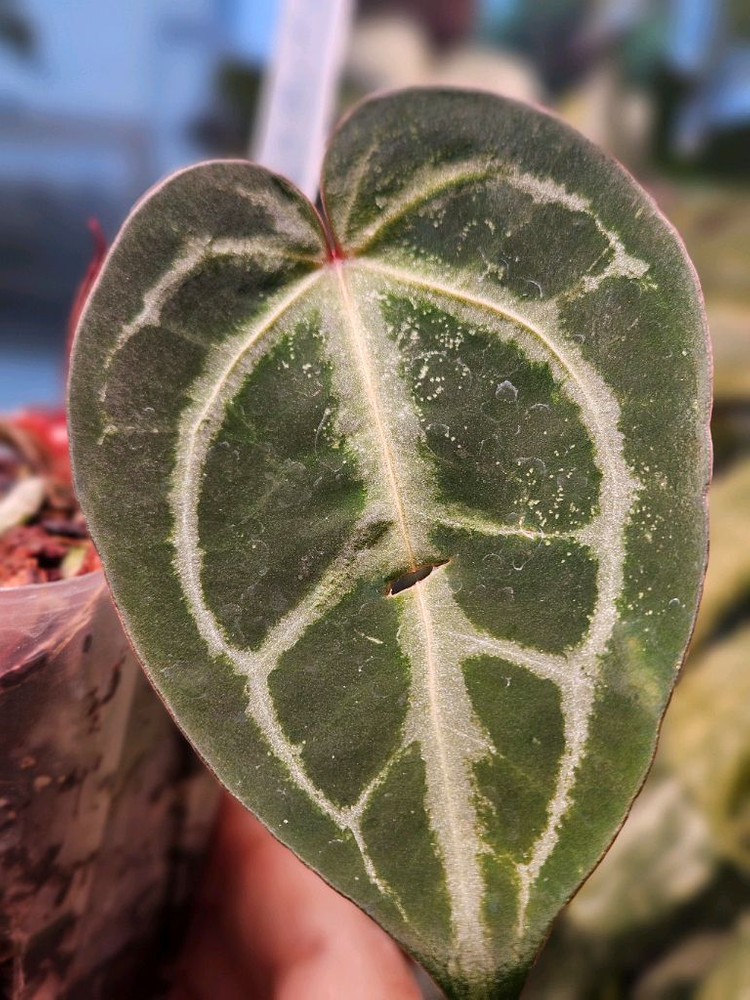 안스리움 매그니피컴/닥터블락 미쉘자라 ㅡ매그미쉘--2