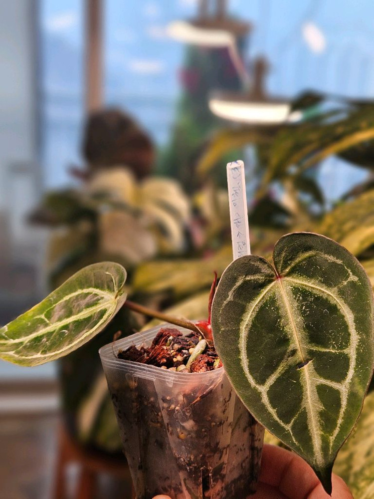 안스리움 매그니피컴/닥터블락 미쉘자라 ㅡ매그미쉘--3