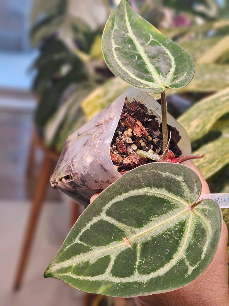 안스리움 매그니피컴/닥터블락 미쉘자라 ㅡ매그미쉘--4