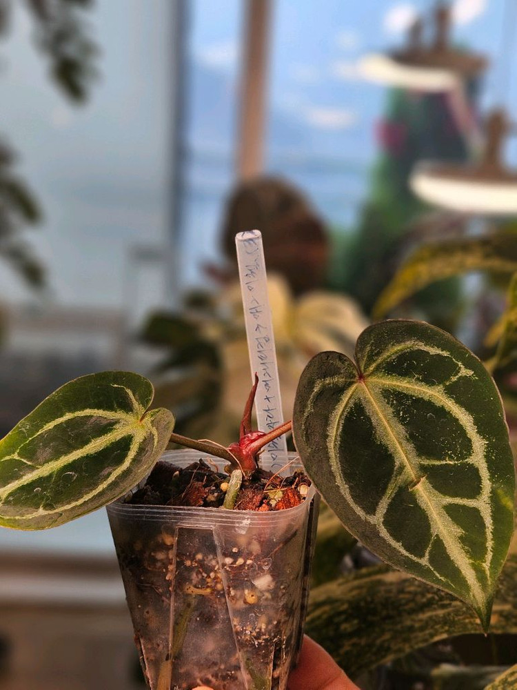 안스리움 매그니피컴/닥터블락 미쉘자라 ㅡ매그미쉘--5