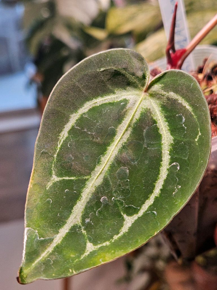 안스리움 매그니피컴/닥터블락 미쉘자라 ㅡ매그미쉘--6