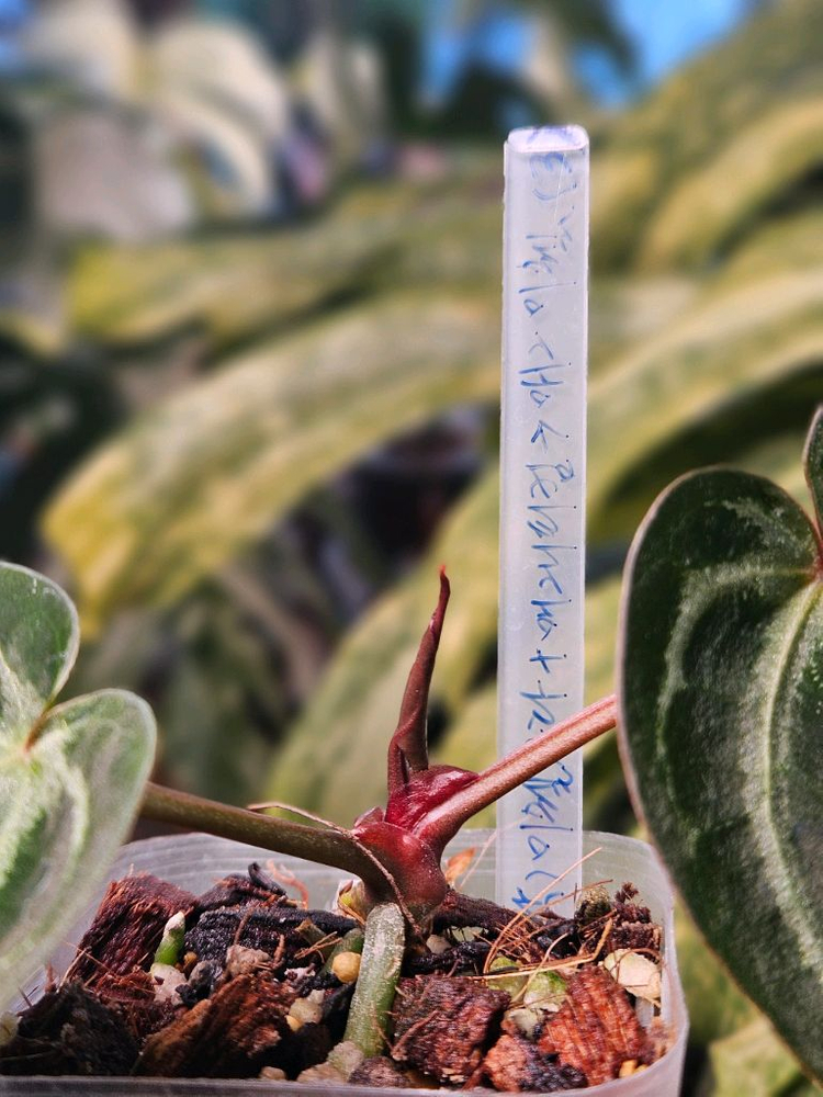 안스리움 매그니피컴/닥터블락 미쉘자라 ㅡ매그미쉘--7