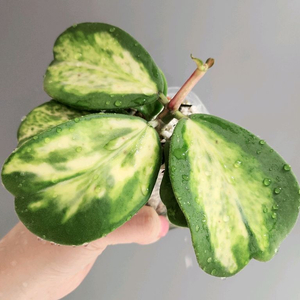 호야 캐리아이 스팟 이너 바리에가타