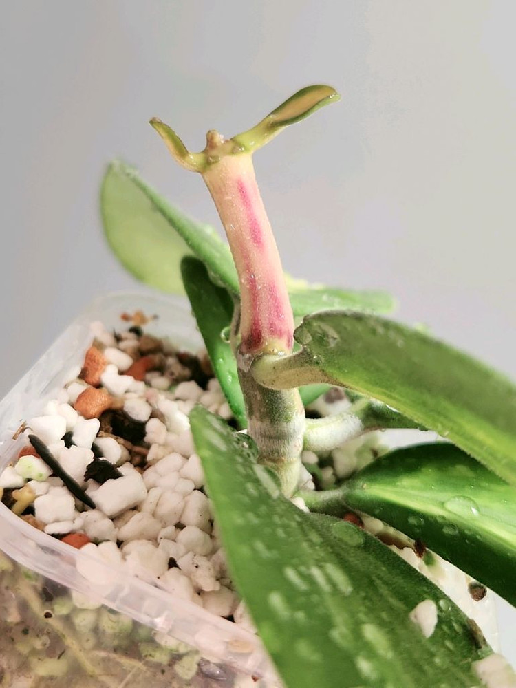 호야 캐리아이 스팟 이너 바리에가타--1