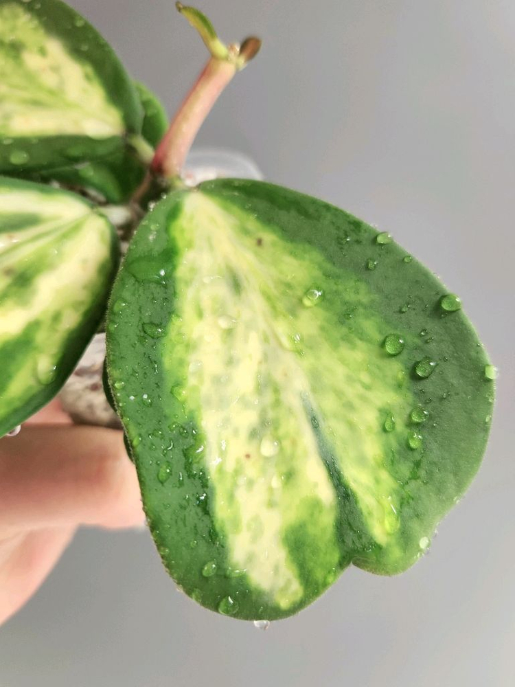 호야 캐리아이 스팟 이너 바리에가타--3