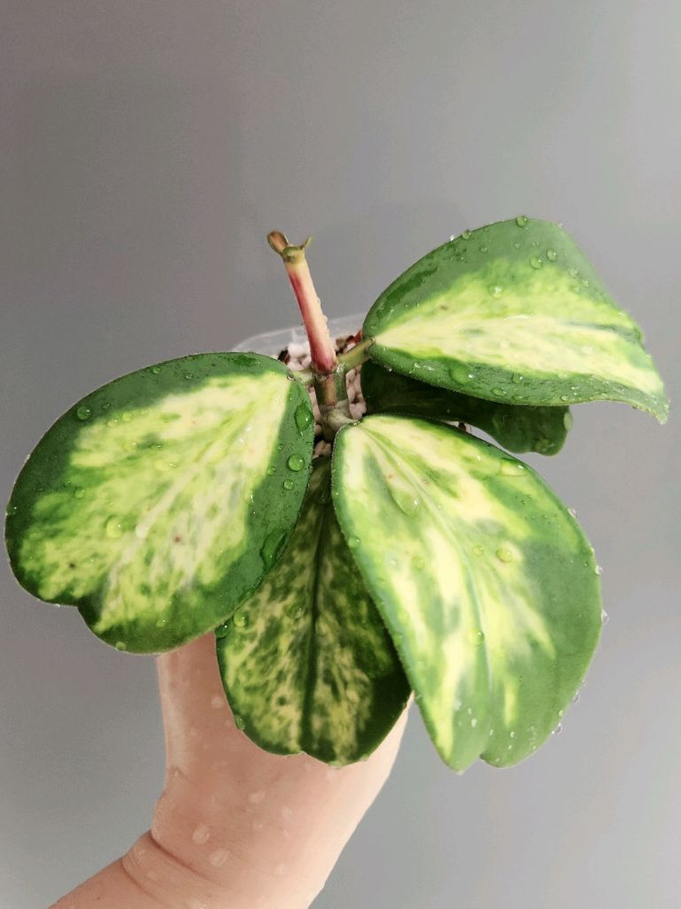 호야 캐리아이 스팟 이너 바리에가타--4