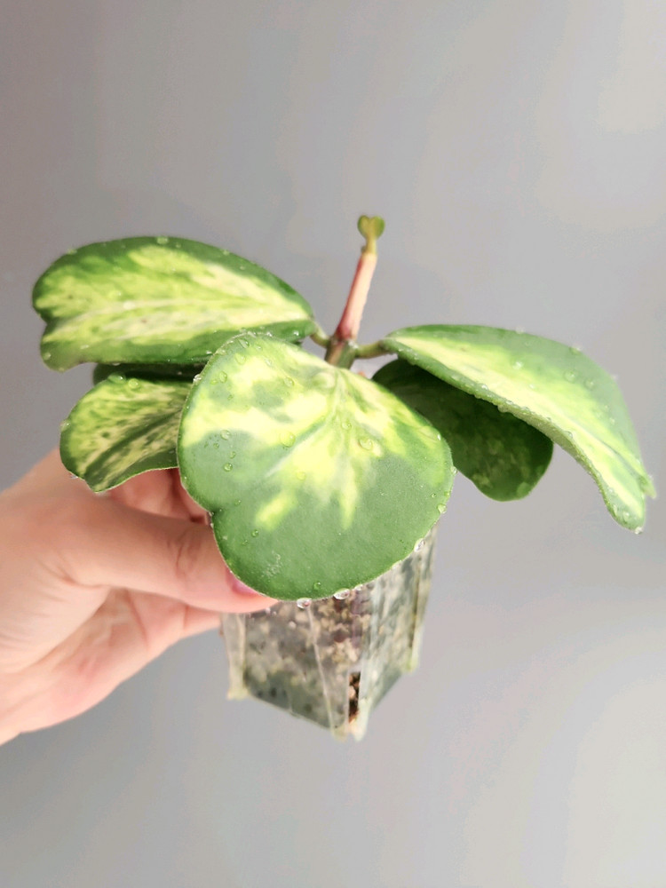 호야 캐리아이 스팟 이너 바리에가타--5