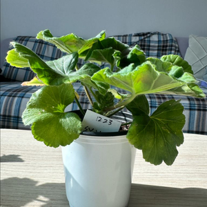 SY첫사랑 제라늄